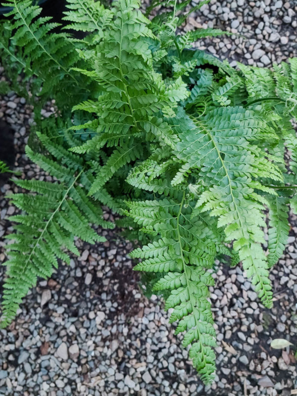 Leatherleaf Fern