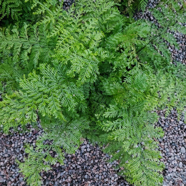 Mother Fern