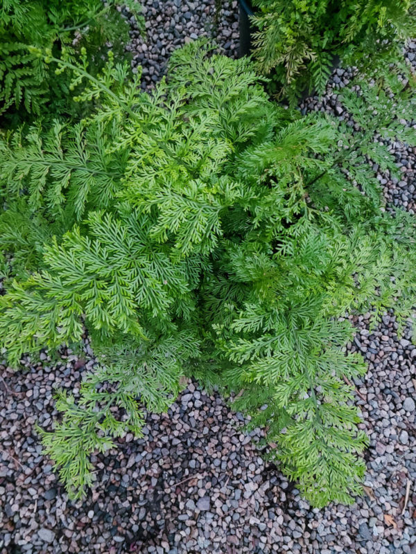 Mother Fern