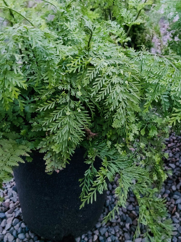 Mother Fern