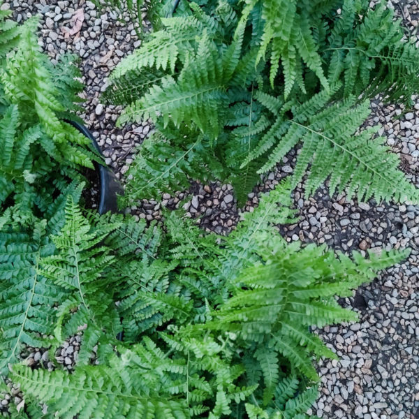Lace Fern
