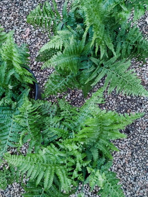 Lace Fern