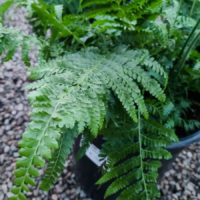 Lace Fern