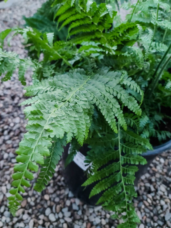 Lace Fern