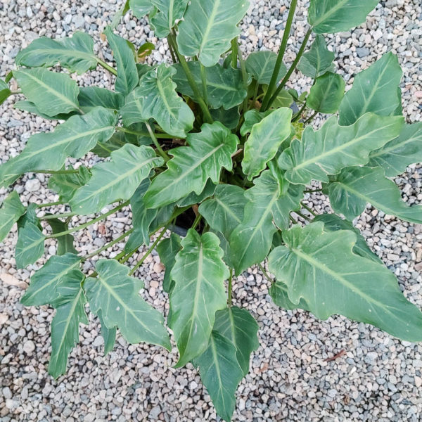Xanadu Philodendron