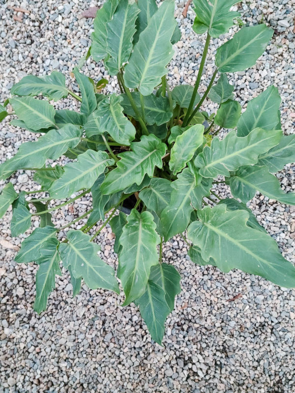 Xanadu Philodendron