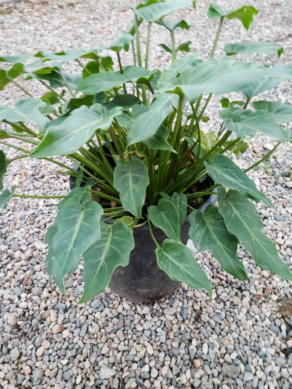 Xanadu Philodendron