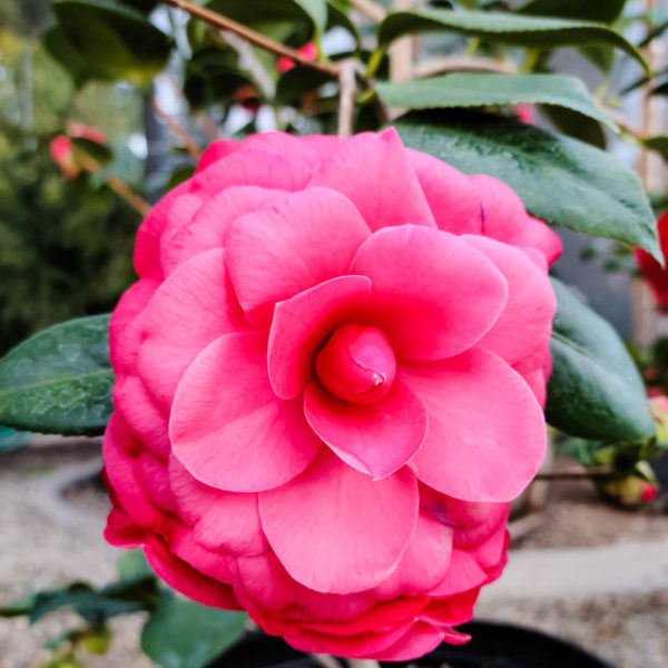 Mathotiana Supreme Camellia