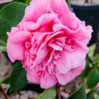 Debutante Camellia