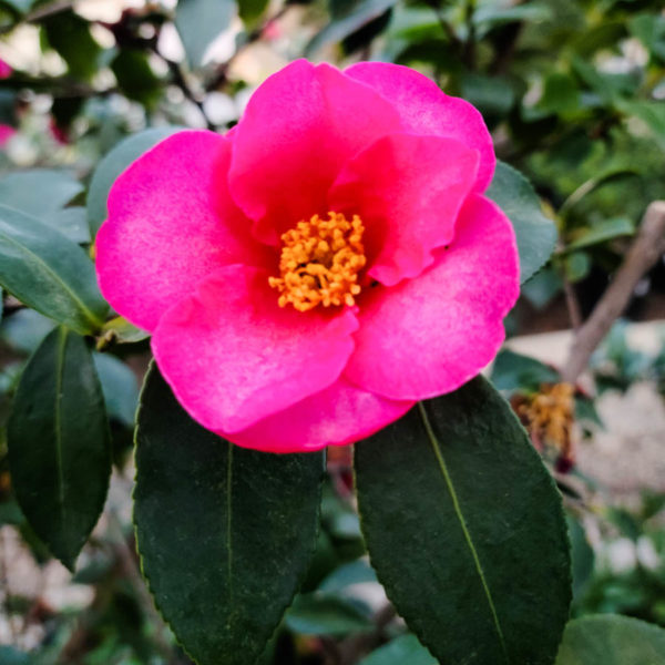 Kanjiro Camellia