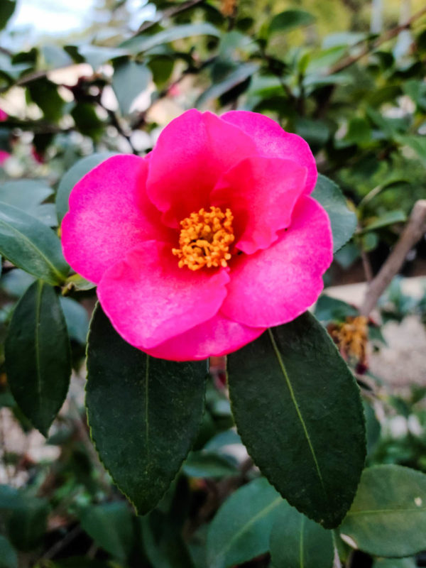 Kanjiro Camellia