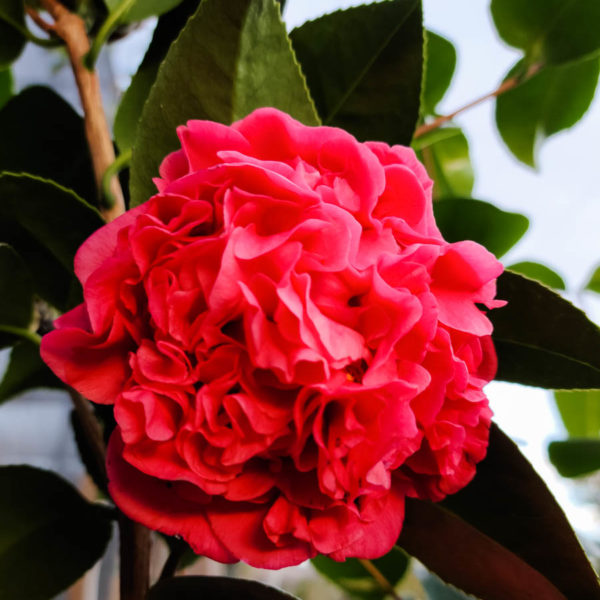 Kramer’s Supreme Camellia