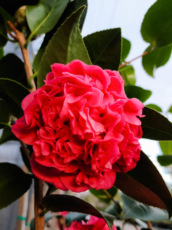 Kramer’s Supreme Camellia