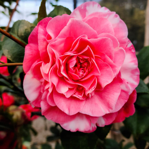 Marie Bracey Camellia