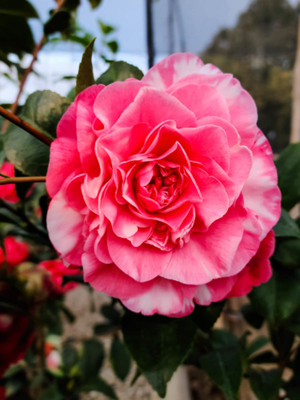 Marie Bracey Camellia