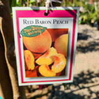 Red Baron Peach