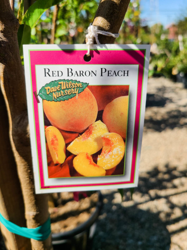 Red Baron Peach