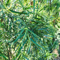 Fern Pine