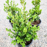 Japanese Boxwood