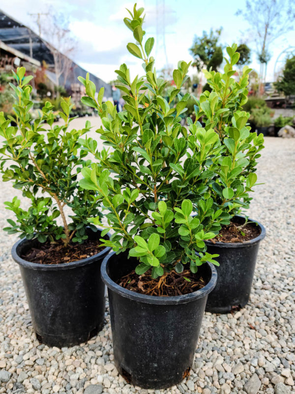 Japanese Boxwood