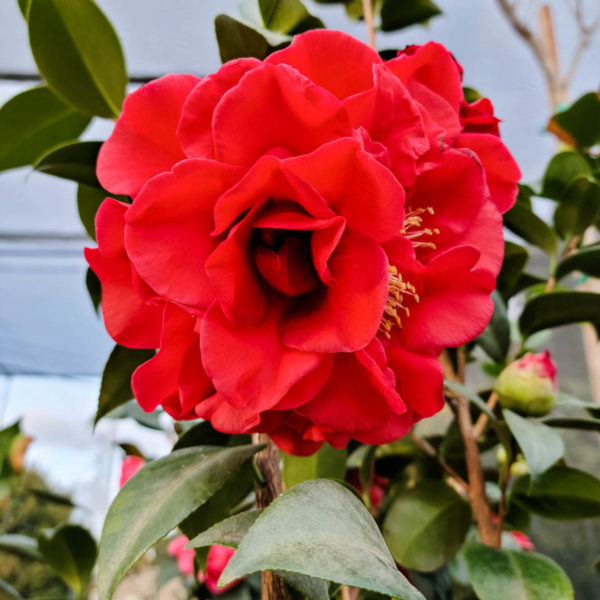 Tom Knudsen Camellia