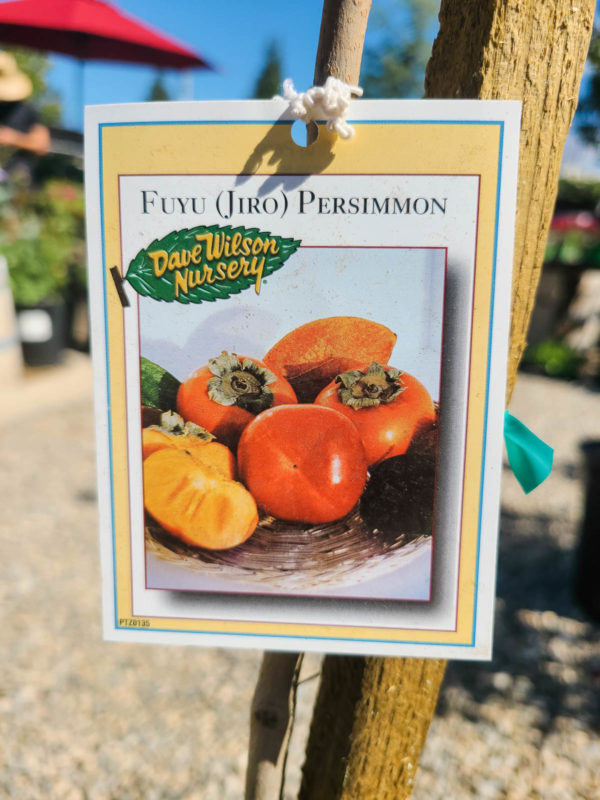 Apple Persimmon