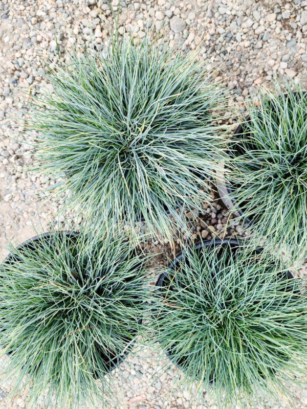 Blue Fescue