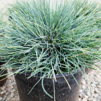 Blue Fescue