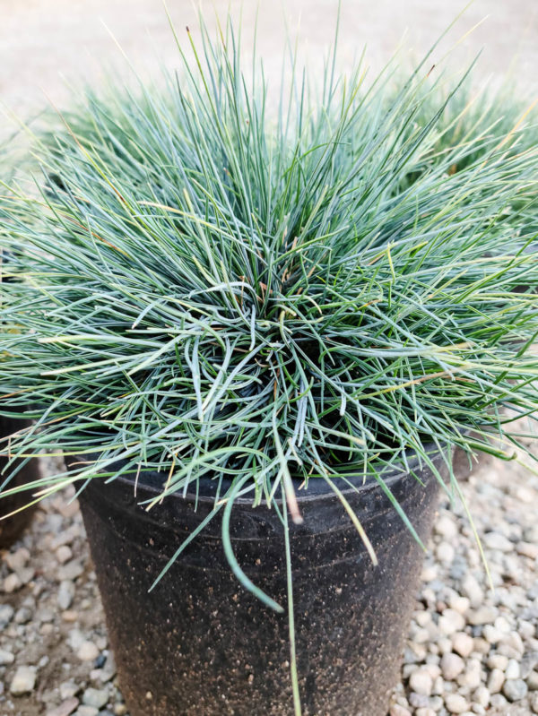 Blue Fescue