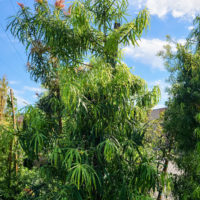 Long Leafed Yellowwood