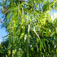 Long Leafed Yellowwood