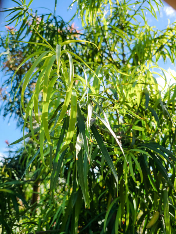Long Leafed Yellowwood