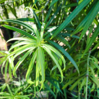 Long Leafed Yellowwood