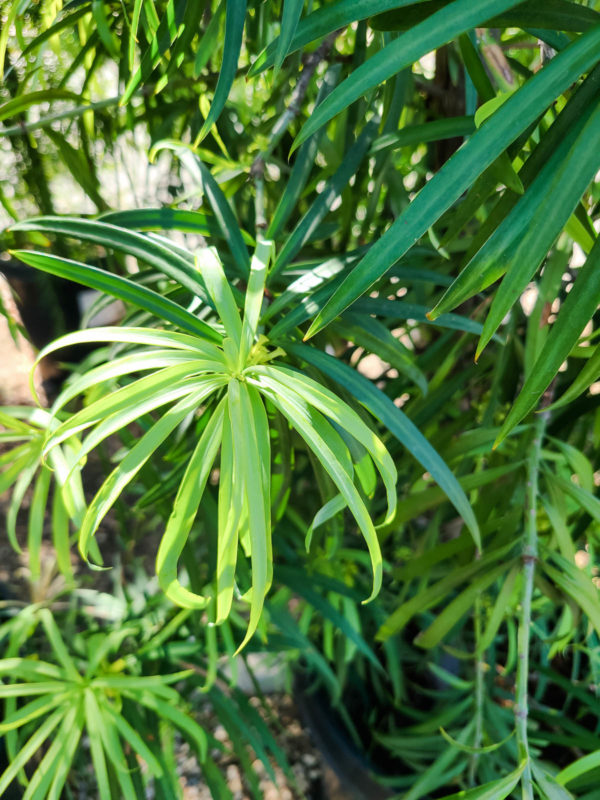 Long Leafed Yellowwood