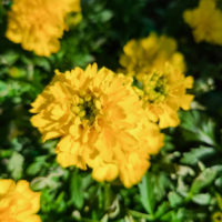 Marigold