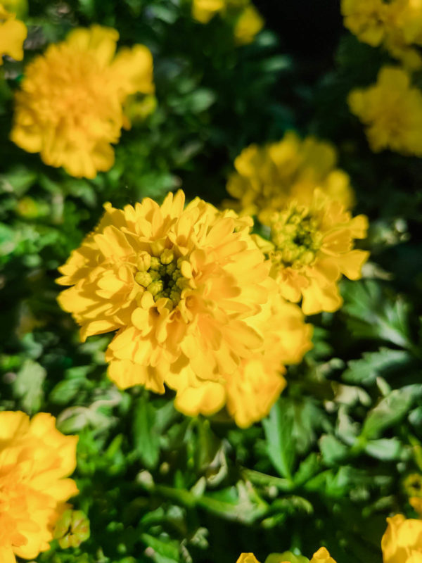 Marigold