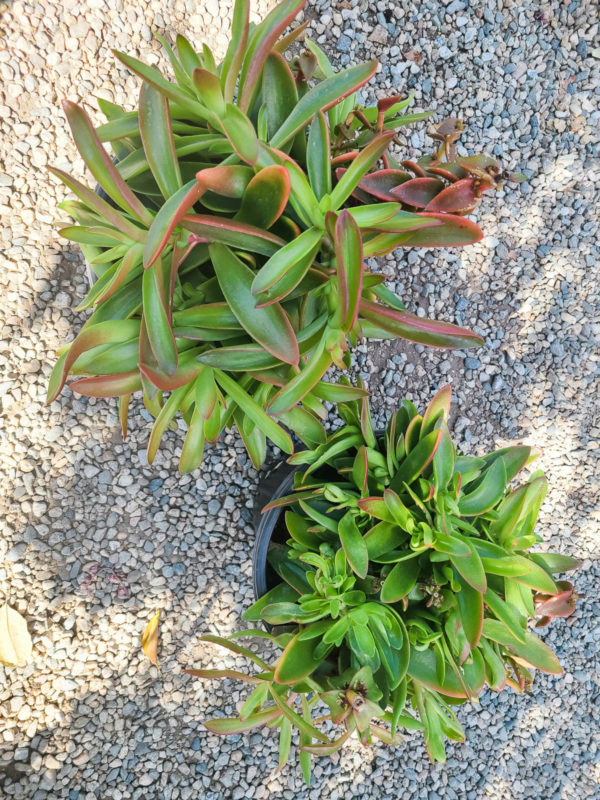 Campfire Crassula