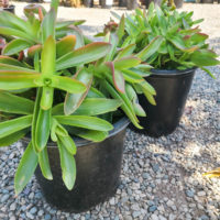 Campfire Crassula