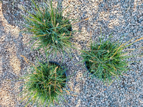 John Greenlee's Moor Grass