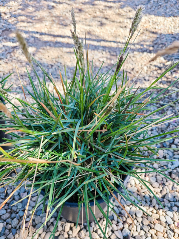 John Greenlee's Moor Grass