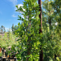 Indian Laurel Fig