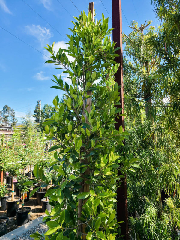 Indian Laurel Fig