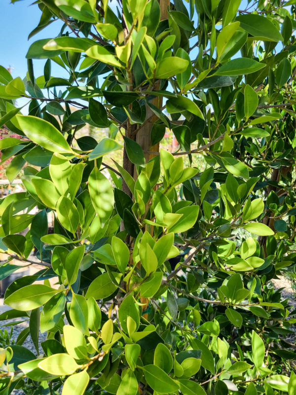 Indian Laurel Fig