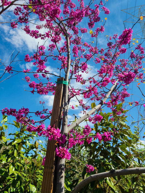 Forest Pansy Redbud