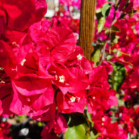 Bougainvillea