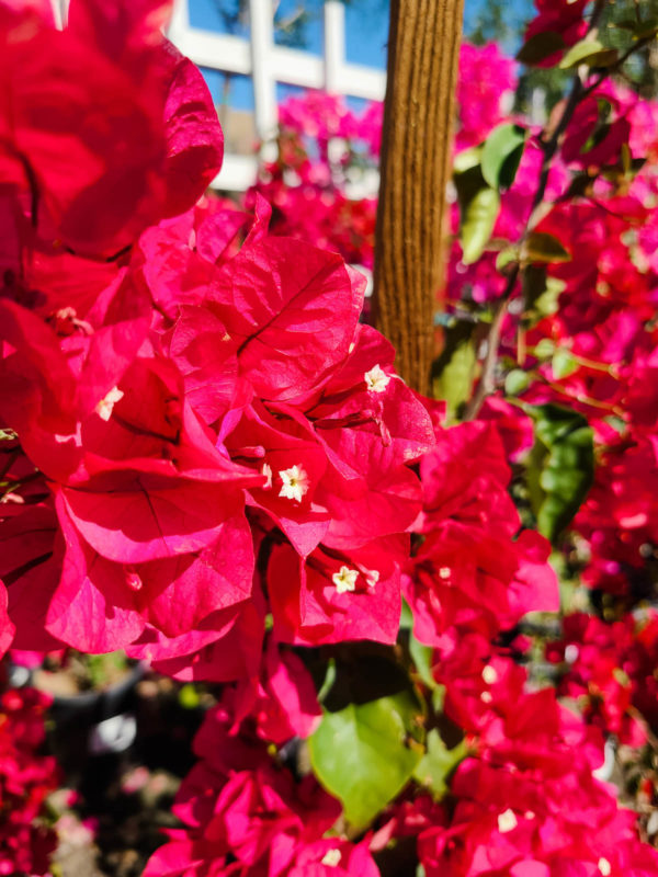 Bougainvillea