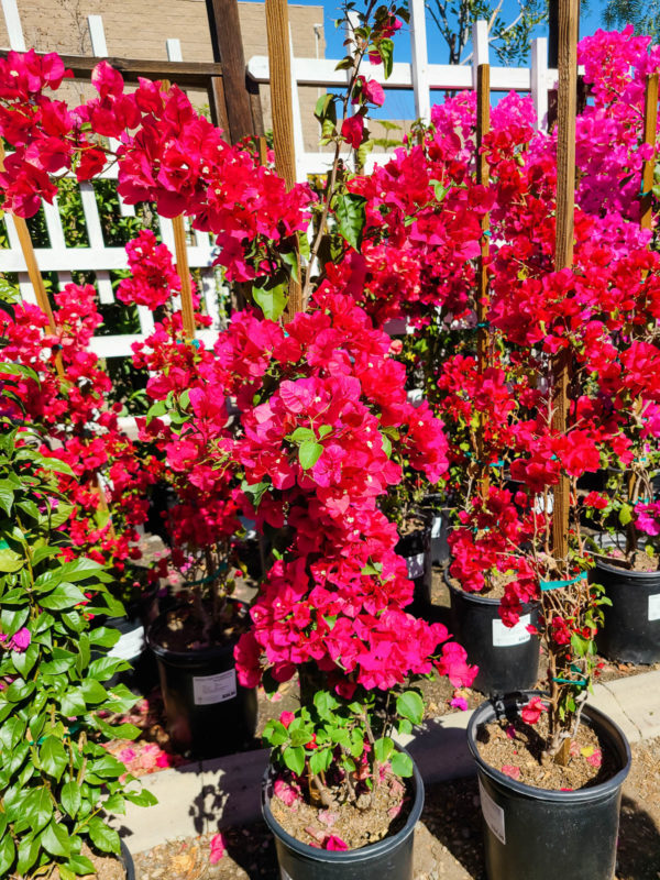 Barbara Karst Bougainvillea