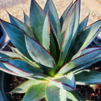 Blue Glow Agave