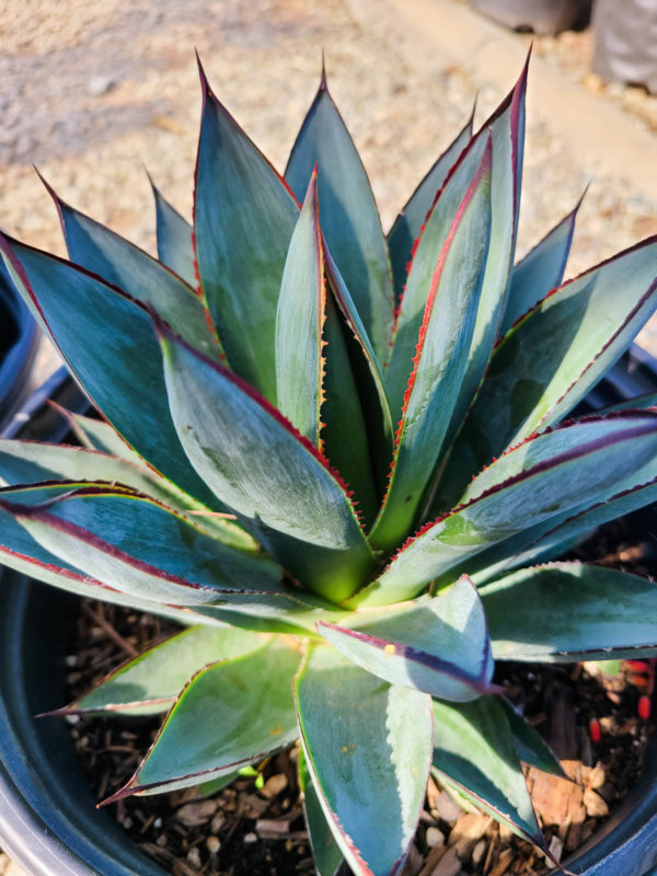 Blue Glow Agave