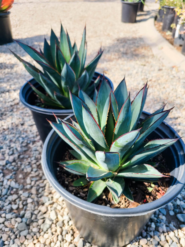 Blue Glow Agave